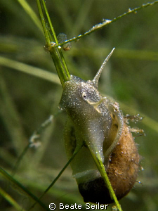 Freshwater snail , taken with Canon G10 and UCL165 by Beate Seiler 